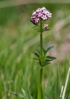 Einzelbild 8 Sumpf-Baldrian - Valeriana dioica