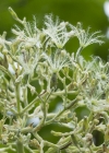 Einzelbild 5 Gewöhnlicher Arznei-Baldrian - Valeriana officinalis