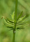 Einzelbild 8 Gewöhnlicher Arznei-Baldrian - Valeriana officinalis