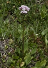 Einzelbild 5 Berg-Baldrian - Valeriana montana