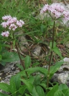 Einzelbild 6 Berg-Baldrian - Valeriana montana