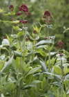 Einzelbild 4 Rote Spornblume - Centranthus ruber