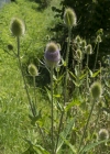 Einzelbild 5 Wilde Karde - Dipsacus fullonum