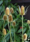 Einzelbild 8 Wilde Karde - Dipsacus fullonum