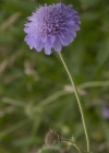 Einzelbild 4 Feld-Witwenblume - Knautia arvensis
