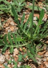 Einzelbild 7 Feld-Witwenblume - Knautia arvensis