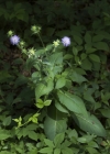 Einzelbild 5 Wald-Witwenblume - Knautia dipsacifolia