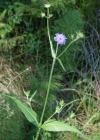 Einzelbild 6 Wald-Witwenblume - Knautia dipsacifolia