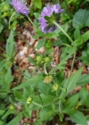 Einzelbild 7 Wald-Witwenblume - Knautia dipsacifolia
