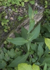 Einzelbild 8 Wald-Witwenblume - Knautia dipsacifolia