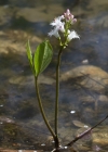 Einzelbild 5 Fieberklee - Menyanthes trifoliata