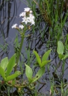 Einzelbild 8 Fieberklee - Menyanthes trifoliata
