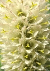 Einzelbild 7 Straussblütige Glockenblume - Campanula thyrsoides