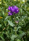 Einzelbild 6 Gewöhnliche Knäuel-Glockenblume - Campanula glomerata subsp. glomerata