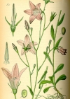 Einzelbild 8 Gewöhnliche Wiesen-Glockenblume - Campanula patula subsp. patula