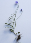 Einzelbild 4 Rundblättrige Glockenblume - Campanula rotundifolia