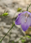 Einzelbild 7 Rundblättrige Glockenblume - Campanula rotundifolia
