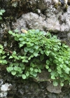 Einzelbild 5 Niedliche Glockenblume - Campanula cochleariifolia