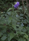 Einzelbild 4 Nesselblättrige Glockenblume - Campanula trachelium