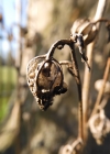 Einzelbild 5 Nesselblättrige Glockenblume - Campanula trachelium