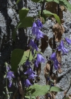 Einzelbild 4 Acker-Glockenblume - Campanula rapunculoides