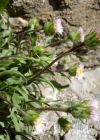 Einzelbild 5 Vielgestaltiges Berufkraut - Erigeron glabratus