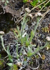 Einzelbild 6 Karpaten-Katzenpfötchen - Antennaria carpatica