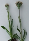 Einzelbild 8 Karpaten-Katzenpfötchen - Antennaria carpatica