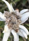 Einzelbild 5 Edelweiss - Leontopodium alpinum