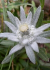 Einzelbild 6 Edelweiss - Leontopodium alpinum