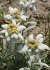 Einzelbild 7 Edelweiss - Leontopodium alpinum