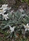 Einzelbild 8 Edelweiss - Leontopodium alpinum
