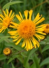 Einzelbild 7 Weiden-Alant - Inula salicina