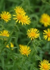 Einzelbild 8 Weiden-Alant - Inula salicina