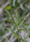 Einzelbild 6 Weidenblättriges Rindsauge - Buphthalmum salicifolium