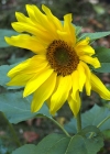 Einzelbild 6 Einjährige Sonnenblume - Helianthus annuus