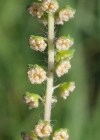 Einzelbild 5 Aufrechtes Traubenkraut - Ambrosia artemisiifolia