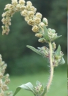 Einzelbild 6 Aufrechtes Traubenkraut - Ambrosia artemisiifolia