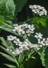 Einzelbild 7 Grossblättrige Schafgarbe - Achillea macrophylla