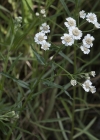 Einzelbild 5 Sumpf-Schafgarbe - Achillea ptarmica