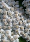 Einzelbild 5 Gewöhnliche Wiesen-Schafgarbe - Achillea millefolium