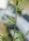 Einzelbild 8 Gewöhnliche Wiesen-Schafgarbe - Achillea millefolium