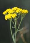 Einzelbild 5 Gelbe Schafgarbe - Achillea tomentosa