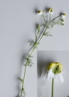 Einzelbild 6 Echte Kamille - Matricaria chamomilla
