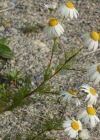 Einzelbild 6 Geruchlose Strandkamille - Tripleurospermum inodorum