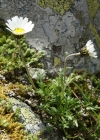 Einzelbild 6 Alpenmargerite - Leucanthemopsis alpina