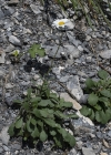 Einzelbild 4 Berg-Wiesen-Margerite - Leucanthemum adustum