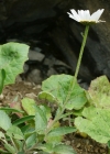 Einzelbild 5 Berg-Wiesen-Margerite - Leucanthemum adustum