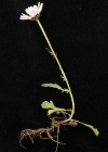 Einzelbild 5 Hallers Margerite - Leucanthemum halleri