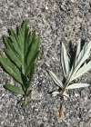 Einzelbild 6 Gemeiner Beifuss - Artemisia vulgaris